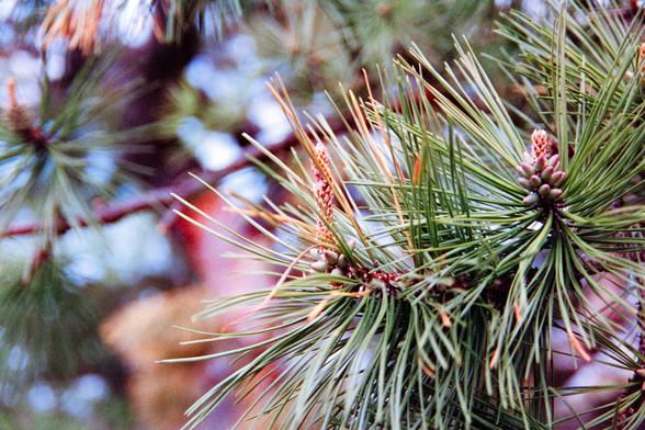 A close-up of a pine tree branch