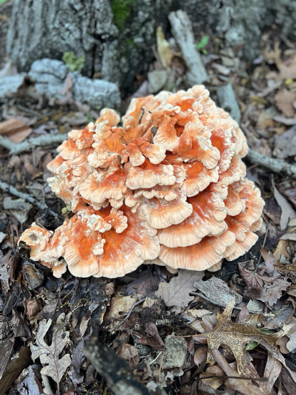 Chicken of the woods mushroom