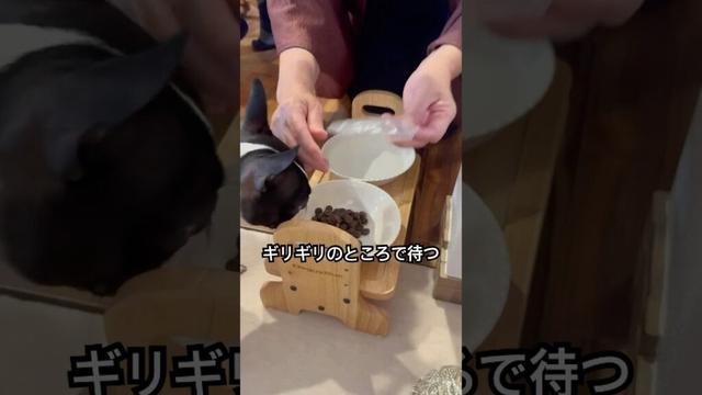 おはよう！メルの朝ごはん #ボストンテリア #ボステリ #bostonterrier