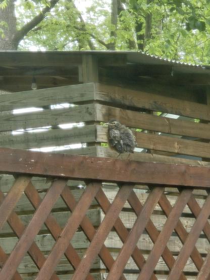 A robin that just got out of its nest, still with some down peaking out of its feathers, sitting on the brown lattice fence. Shed in the background. Image is a bit blurry, taken through the window with a screen.