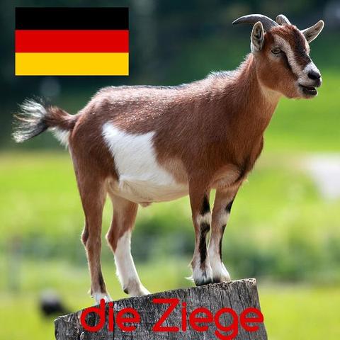 ziege