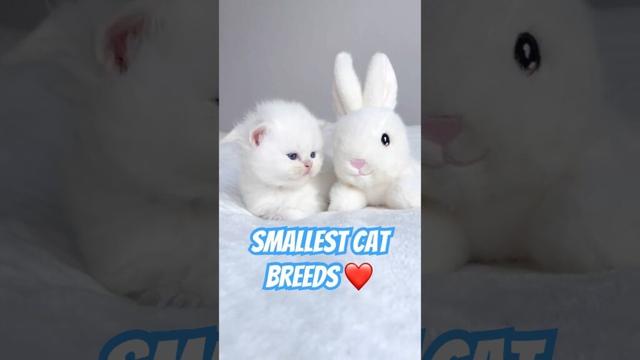 Top 5 Cutest Mini Cat Breeds You Need to See!