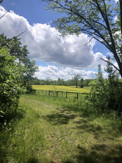 Field of yellow behind a wooden farm fence with puffy white clouds in a blue sky.