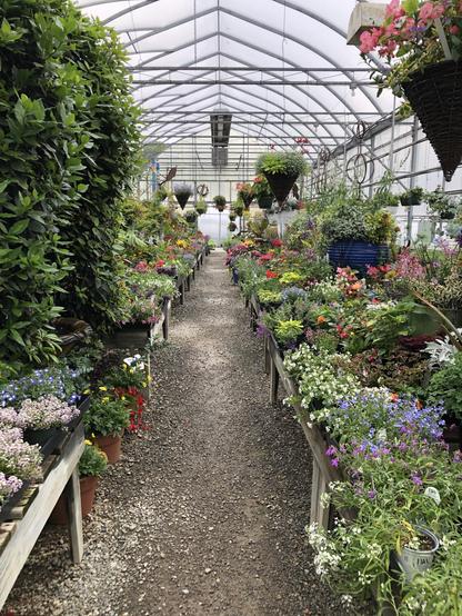 Rows of flowers in every color down center aisle of domed greenhouse