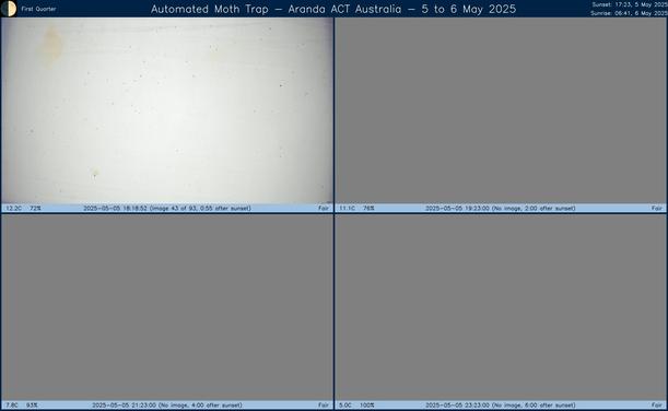 Collage showing insects attracted to light and automatically imaged 1 hour, 2 hours, 4 hours and 6 hours after sunset in Aranda, ACT, Australia on the night of 5 to 6 May 2025. The image includes four smaller images collected around the listed times. Each image shows a section of sheet with a variable number of insects attracted to UV and visible light. Number and variety depends on time of year and conditions during the given night. The image is also labeled with basic details of the associated weather and moon phase. For more explanation of the Automated Moth Trap project visit https://amt.hobern.net/ and https://www.flickr.com/photos/dhobern/albums/72177720322426621.