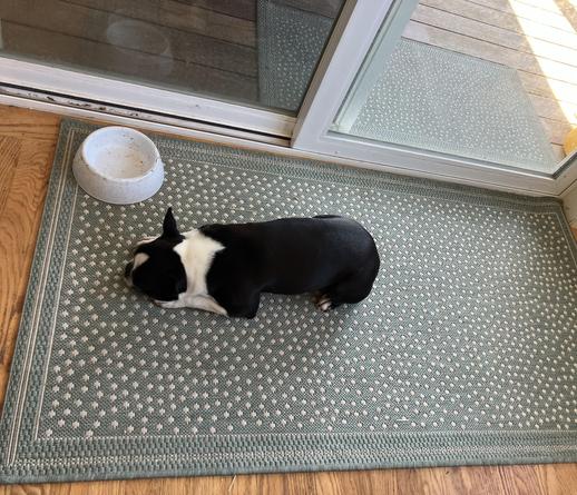 A Boston terrier lying moping with his head on his paws next to an empty white food bowl