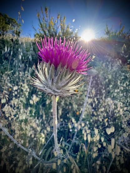 A thistle with the sun rising behind it
