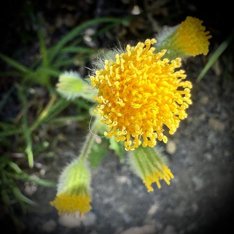 A yellow composite flower