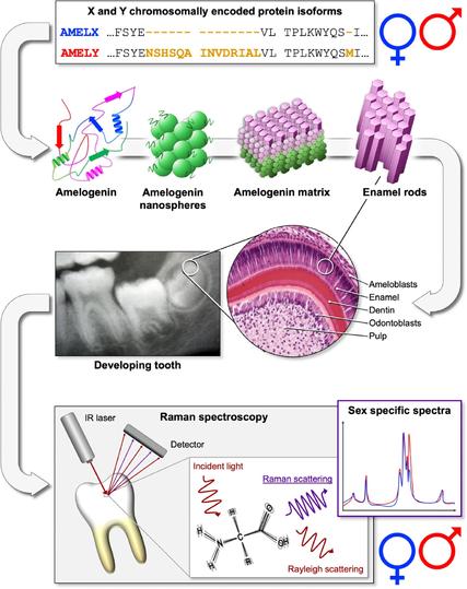 Diagram illustrating sex determination using amelogenin proteins in tooth enamel. The top shows X and Y chromosomally encoded protein isoforms (AMELX in blue, AMELY in red) with their amino acid sequences highlighted. The middle section displays amelogenin's structural progression from protein to nanospheres to matrix to enamel rods, alongside images of developing tooth structure with labeled components (ameloblasts, enamel, dentin, odontoblasts, pulp). The bottom shows Raman spectroscopy setup with IR laser and detector analyzing a tooth, demonstrating how incident light produces both Rayleigh scattering and Raman scattering from molecular vibrations, resulting in sex-specific spectra shown in a graph (blue and red lines) with male and female symbols.
Biological sex determination is essential for analyzing human skeletal remains in archaeology, anthropology, and forensic science. This study investigates whether Raman spectroscopy of intact human dental enamel can be used as a non-destructive method for sex estimation. Orthogonal partial least squares discriminant analysis (OPLS-DA) and logistic regression identified sex-specific spectral characteristics in 88 human teeth from 47 modern individuals (26 females, 21 males). The OPLS-DA model showed excellent performance, with R2Y(cum) = 0.943 and Q2Y(cum) = 0.895. Raman shift wavenumbers at 373, 1182, and 1600 cm−1 were identified as the most reliable discriminators and included in a final logistic regression model. This model 