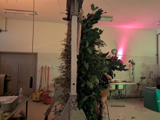 Side view of the living wall- framed by gantry, you can see the stems plong through the chicken wire