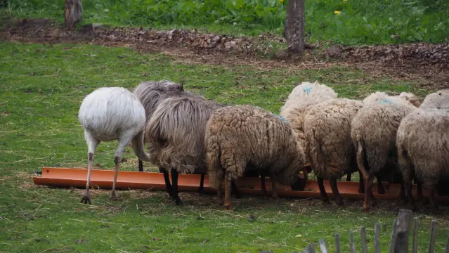 Nandu bei der Schafsfütterung