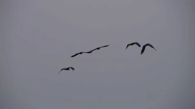 Vier Aras am grauen Himmel