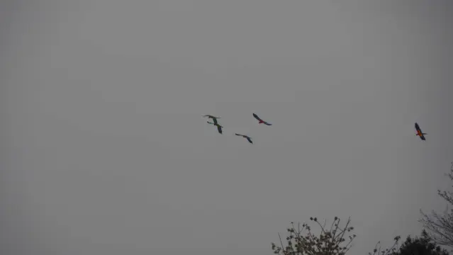 Fünf Aras am grauen Himmel