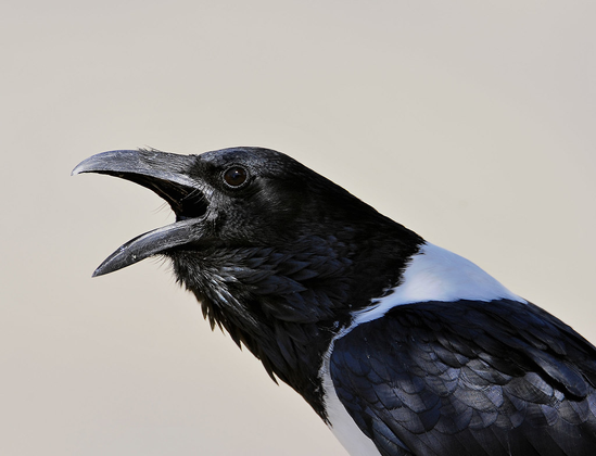 Corvus albus (known as pied crow) calling.