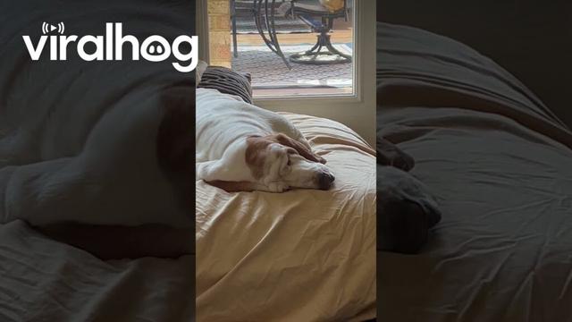 Basset Hound's Jowls Flap In The Wind Of Snores || ViralHog