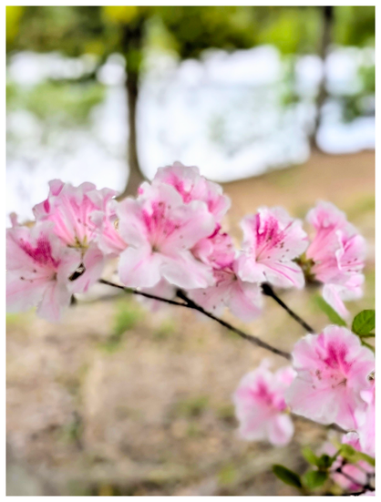 a branch of white and pink azaleas in the foreground The background is out of focus sloping hill down to a lake with a couple trees at the shoreline and treeline on the opposite shore.