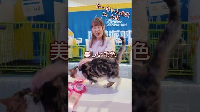 みーちゃん先生 in 上海 セルカークレックスの紹介  #みーちゃん先生  #キャットショー #selkirk