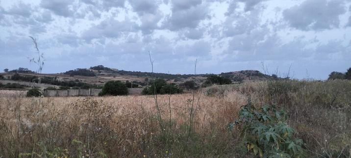 The double peaks of Wardija hill, visible through the ears of harvestable wheat, the hill rises up to the horizon where it meets a pre dawn blue sky, checkered with fluffy white clouds