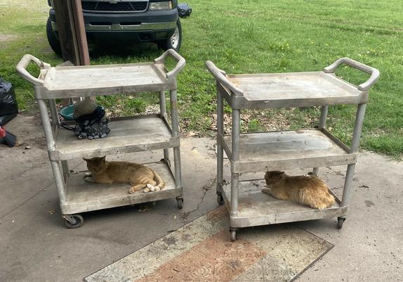 Cats on bottom shelves of 2 3-level rolling carts; Morris on the left; floofy Old Yeller on the right.