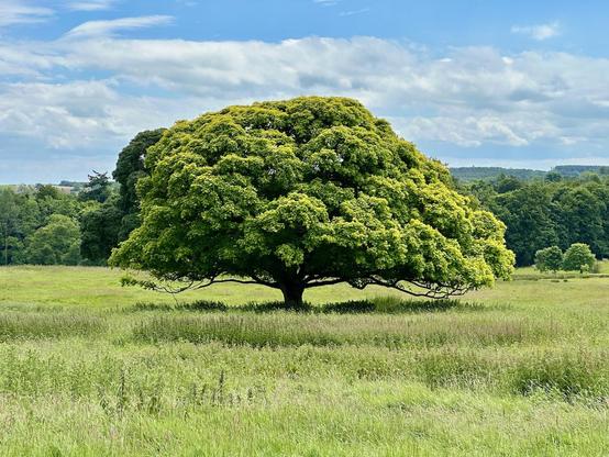 The tree stands alone in a lush, green meadow, its canopy full, round, and perfectly shaped, with vibrant green leaves that almost glow against the softer tones of the grass and distant forest. The branches spread wide and low, creating a dramatic, sheltering shape. You can see intricate textures in the foliage, and the tree’s sturdy trunk is slightly shadowed at the base, giving it a sense of grounded strength.

Behind the tree, there’s a soft backdrop of woodland stretching into the distance under a sky filled with fluffy clouds, suggesting a peaceful, slightly breezy day.