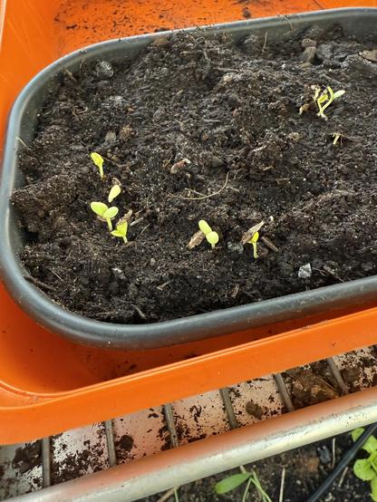 Frisch gekeimte Zinnien im Gewächshaus
