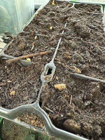 Andere Pflanzschale mit frisch gekeimten Cosmea