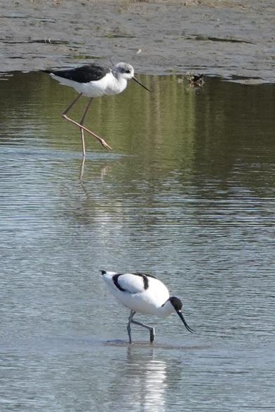 Bovenin de foto een steltkluut, onder een kluut, beide op zoek naar voedsel in laag water