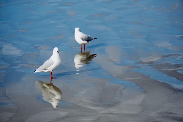 Silver gulls in Tasmania.