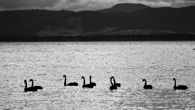 Black swans at dusk.