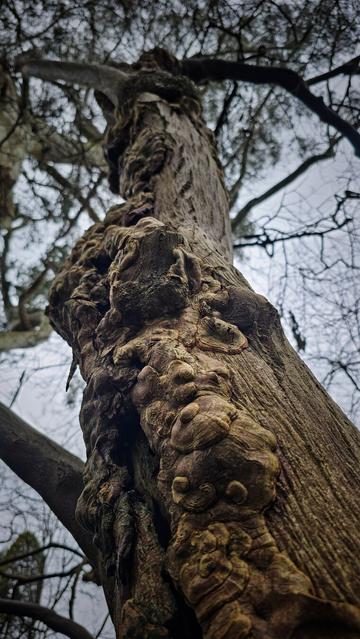 Close-up photo of a gnarled, textured tree trunk taken from a low angle, highlighting thick burls and intricate bark patterns against a backdrop of bare branches and a cloudy sky.