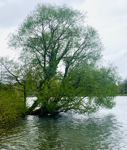 Ein mächtiger Baum wächst aus dem See, vermutlich eine Weide. Der Stamm teilweise parallel zur Wasserfläche. Foto Ende April 2024.