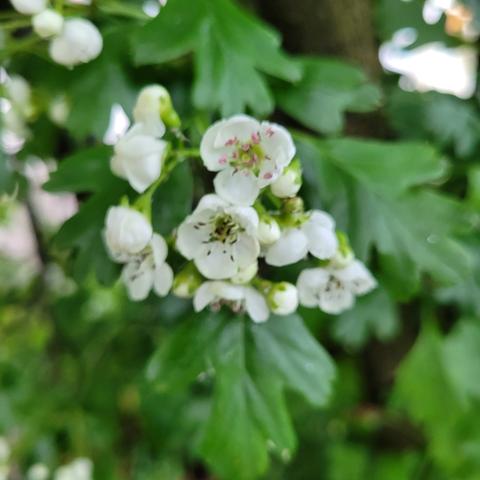 Weißdornblüten Nahaufnahme