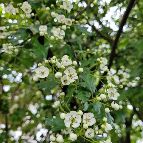 Weißdornblüten mehrere herab hängende Äste