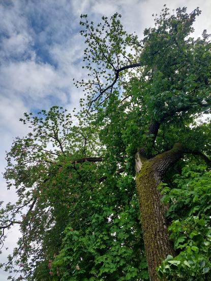 Un ciel bleu nuageux, un arbre dont une partie de tronc semble arrachée  un feuillage vert fleuri