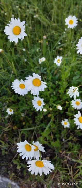Marguerite en fleur