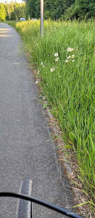 Un bout de voieverte, un fossé avec de l'herbe et une touffe de marguerite