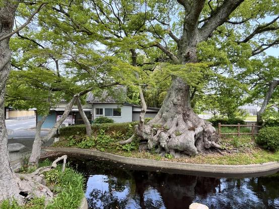 A tree, possibly a camphor tree, with an extremely large trunk at the bottom, next to a small pond.