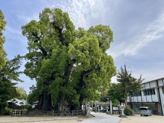 A group of five-ish camphor trees (I think) near the entrance of a Japanese Buddhist temple.