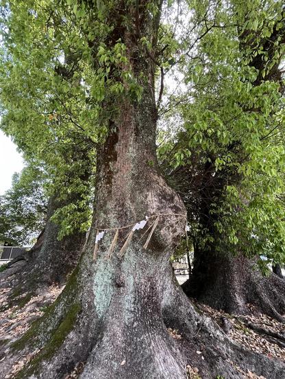 Closeup of three trunks from the group in the previous picture. One of them has a rope with decoration designating it as a sacred tree.