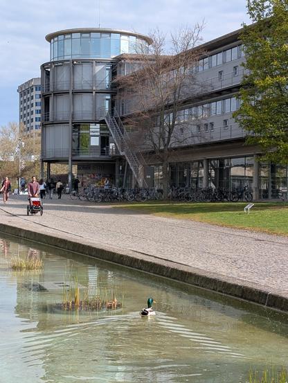 A mallard swims on the artificial water course in front of SUB Göttingen