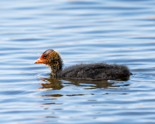Coot chick on the water