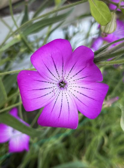 Une délicate fleur violette avec cinq pétales plus clairs vers le centre et joliment striés de façon rayonnante. À l’arrière-plan, des feuilles vert tendre et d’autres fleurs apparaissent floues.