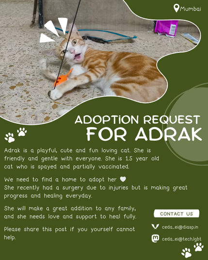 Location: Mumbai

Adoption Request For Adrak

Adrak is a playful, cute and fun loving cat. She is friendly and gentle with everyone. She is 1.5 year old cat who is spayed and partially vaccinated. 

We need to find a home to adopt her 🤍. She recently had a surgery due to injuries but is making great progress and healing everyday. 

She will make a great addition to any family, and she needs love and support to heal fully.

Please share this post if you yourself cannot help.

Contact Us

XMPP: ceda_ei@diasp.in
Mastodon: ceda_ei@tech.lgbt