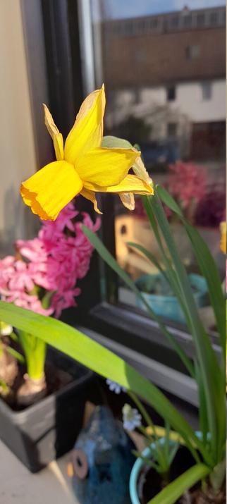 Photography of a yellow flowering Narcissus in a plant pot. In the background is blurry pink flower of aHyacinthus.