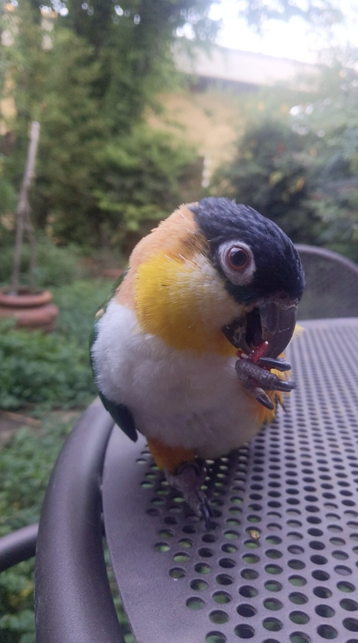 the parrot Nemo stands on a table and munches a strawberry