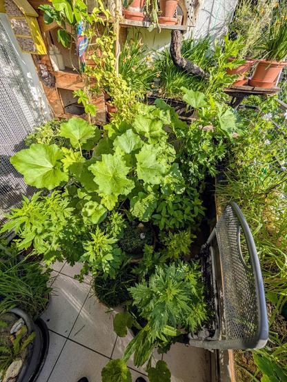 Nahaufnahme der Pflanzen im hinteren Balkonbereich. Noch nur grün ohne Blüten.
