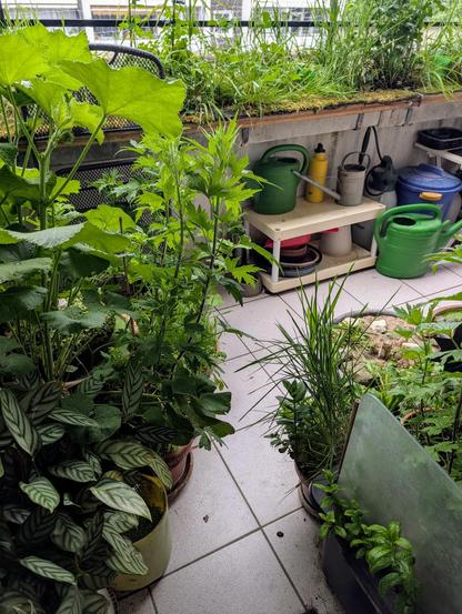 Der Zugang zu unserem Balkon. Von beiden Seiten wuchert das Grünzeug in die immer schmaler werdende Freifläche. Im Hintergrund an der Balkonbrüstung Gieskannen, ein Wassersprüher und ein 25L Wasserbehälter.