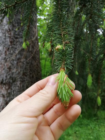 Ein hellgrüner frischer Fichtentrieb wächst nun lm Frühling an den Enden der Äste.