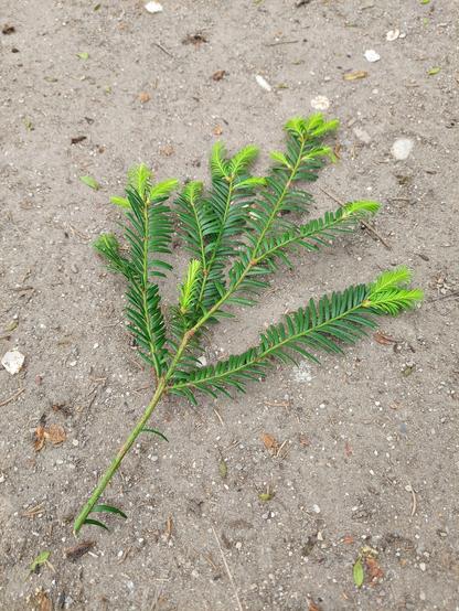 Ein frischer grüner Ast eines Nadelbaums. Die Nadeln sind weich und pieksen nicht.