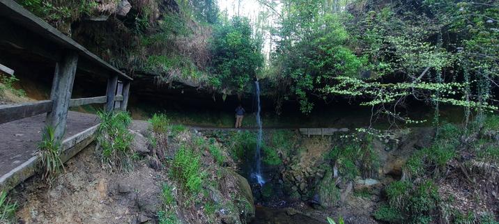 Wide angle view of Maspie Den waterfall. The fall is in the centre of the image, where the water runs over rocks hanging above a path and down to the burn below.
On the left is a wooden platform and railings. On the right are some small trees.
There are many ferns growing around the burn and on the banks.

A man is standing on the path just behind the waterfall.

Not visible in the image are many liverworts and ferns growing on the walls underneath the waterfall. The path was quite muddy, and the walls were wet. It was quite dark as the overhanging rocks create a lot of shade.